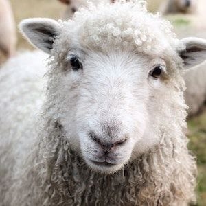 Live export ban exemption refused for livestock vessel Al Kuwait Live export ban exemption refused for livestock vessel Al Kuwait